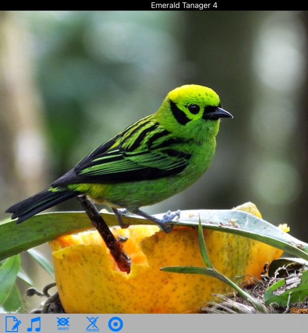 Birding Field Guides About Costa Rica Birds App